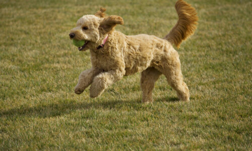 5 Tips and Tricks for Training a Goldendoodle Puppy