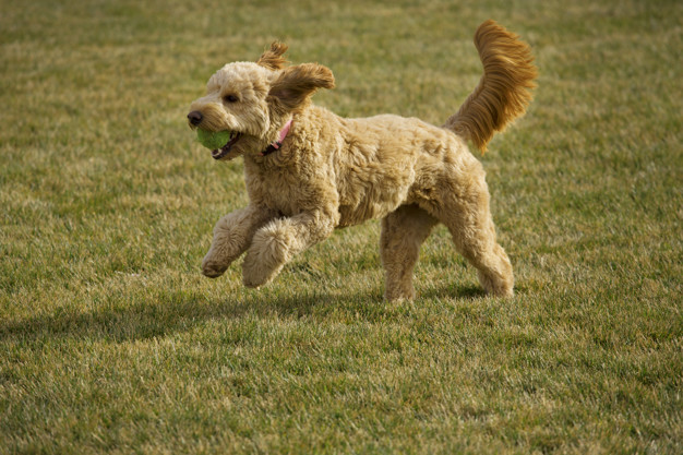 5 Tips and Tricks for Training a Goldendoodle Puppy