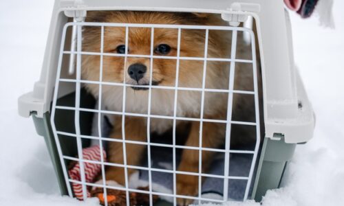 How to Choose The Right Crate For Your Dog