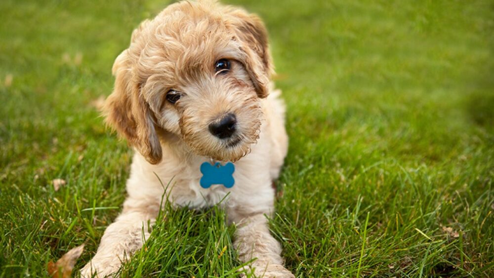 5 Tips and Tricks for Training a Goldendoodle Puppy Macho Vibes