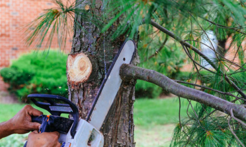 7 Signs It Might Be Time To Remove Your Tree