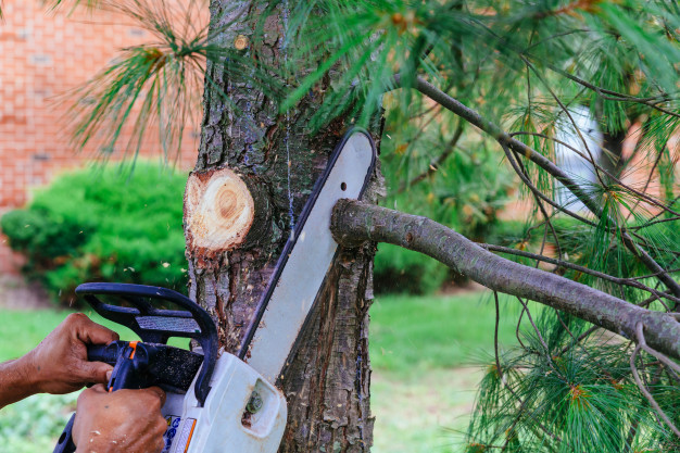 7 Signs It Might Be Time To Remove Your Tree