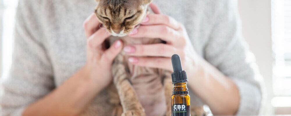 CBD Cat Oils: What Is It and What Are its Uses and Dosage?