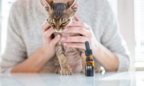 CBD Cat Oils: What Is It and What Are its Uses and Dosage?