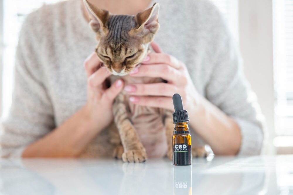 CBD Cat Oils: What Is It and What Are its Uses and Dosage?