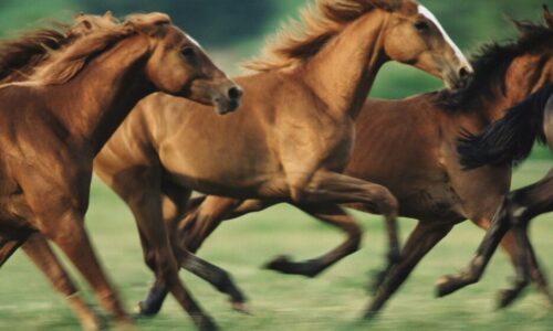 8 Most Outstanding Horse Breeds In The World