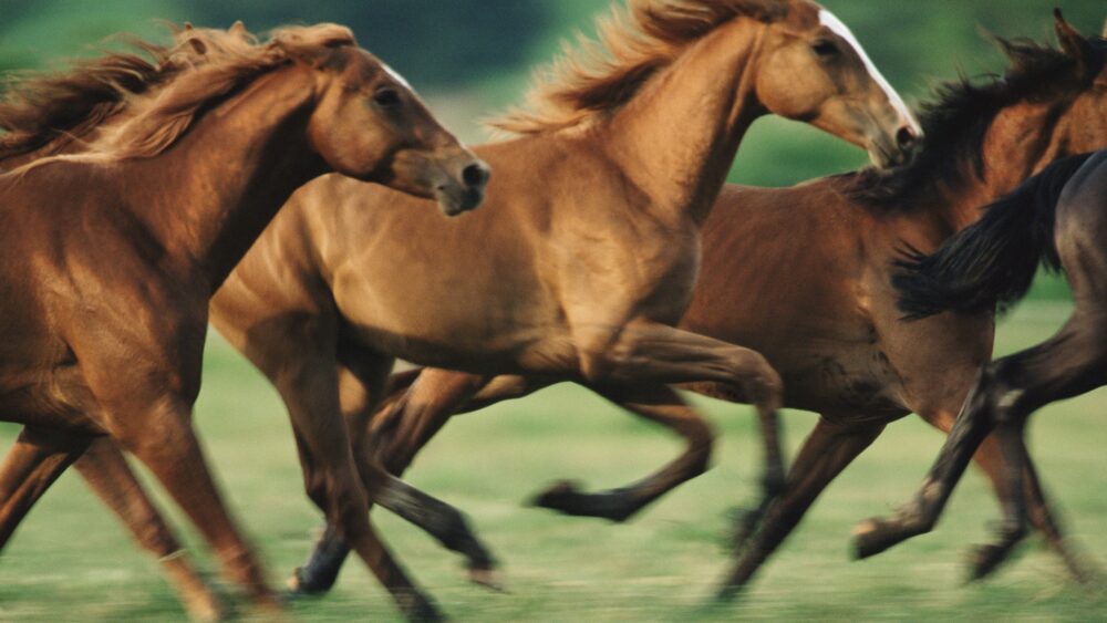 8 Most Outstanding Horse Breeds In The World