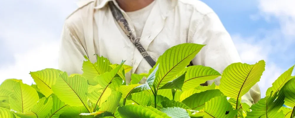How Can Kratom Farming Benefit Our Environment?