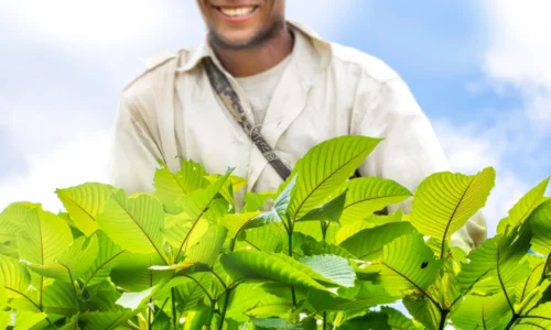 How Can Kratom Farming Benefit Our Environment?