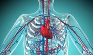 How Many Veins Are In The Human Body