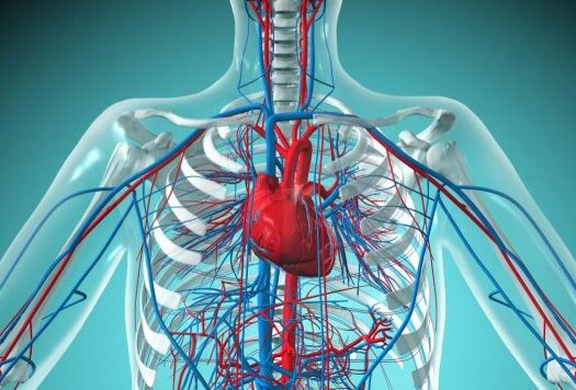 How Many Veins Are In The Human Body