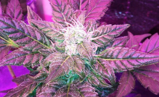 Can You Grow Auto-Flower Strains With LEDs?