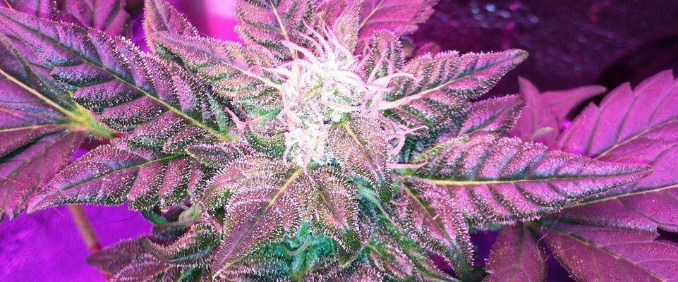 Can You Grow Auto-Flower Strains With LEDs?