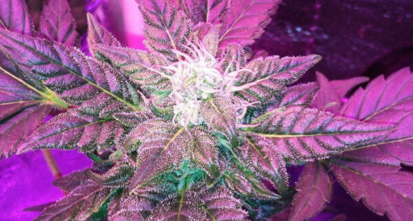 Can You Grow Auto-Flower Strains With LEDs?