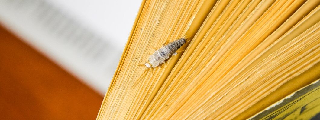 Silverfish Invasion ─ What You Need to Know