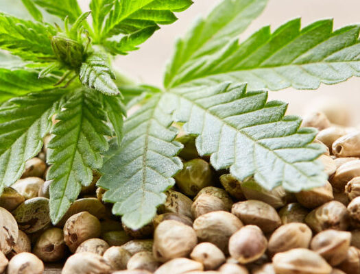 What is So Special About Runtz Marijuana Seeds? 4 Things to Know