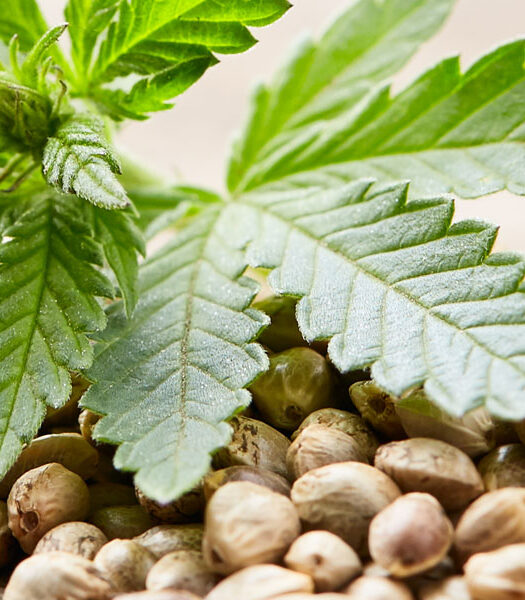 What is So Special About Runtz Marijuana Seeds? 4 Things to Know