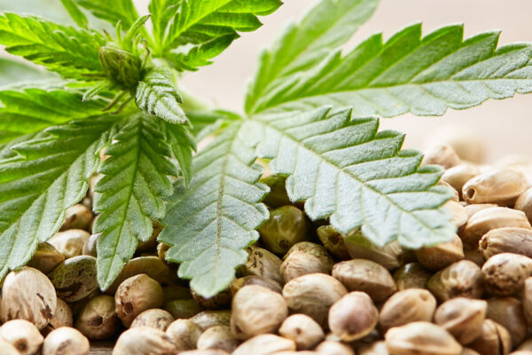 What is So Special About Runtz Marijuana Seeds? 4 Things to Know