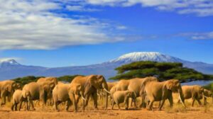 6 Essential Tips to Know When Planning a Trip to Tanzania ─ Documents You Need and What to See