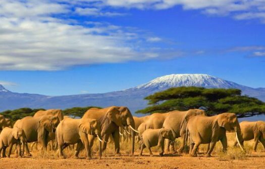 6 Essential Tips to Know When Planning a Trip to Tanzania ─ Documents You Need and What to See
