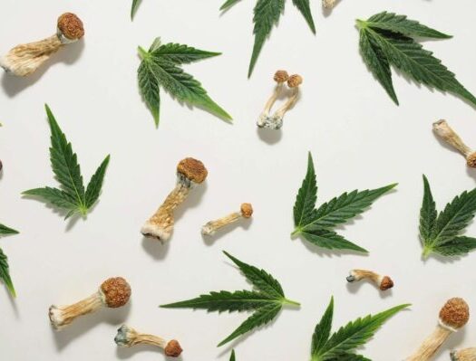 The Future of Magic Mushrooms – Can They Follow in the Footsteps of Cannabis?