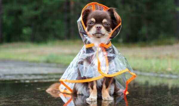 How to Dress pets According to the Weather